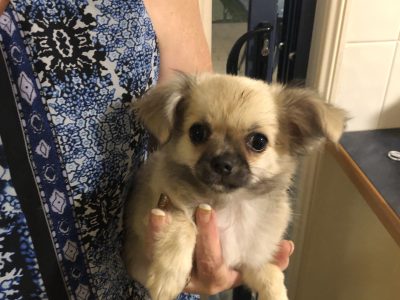 Chihuahua – Emerald