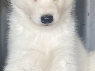 Husky – Pound Creek