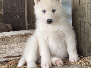 Husky – Leongatha South