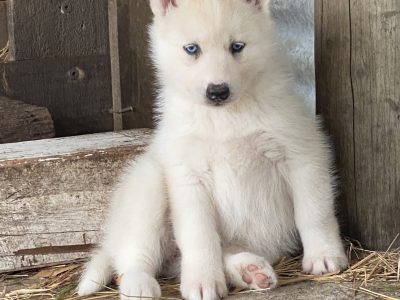 Husky – Leongatha South