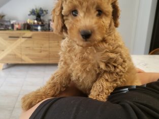Toy Poodle – Carrum