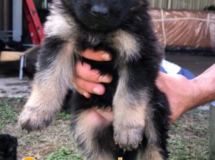 German Shepherd – Dalby