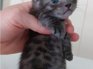 Munchkin – South Brisbane