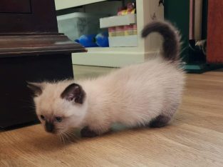 Munchkin – Highgate Hill