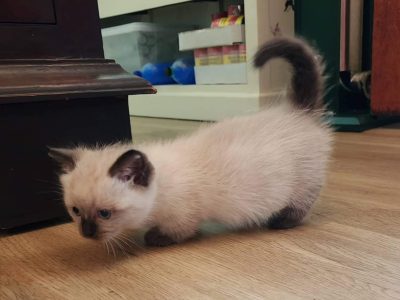 Munchkin – Highgate Hill