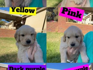 Golden Retriever – Koondrook