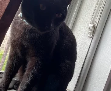 Bombay Cat – Guildford