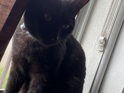 Bombay Cat – Guildford