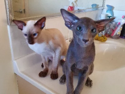 Siamese – Serpentine