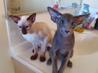 Siamese – Serpentine