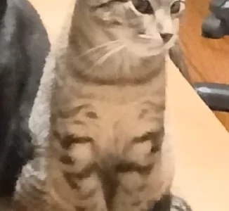 Domestic Short Hair (DSH) – Glendale