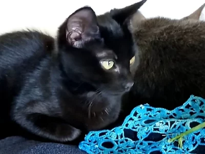 Bombay Cat – Glendale