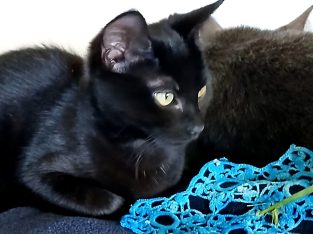 Bombay Cat – Glendale