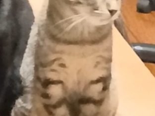 Domestic Short Hair (DSH) – Glendale