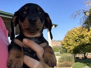 Dachshund – Gundagai