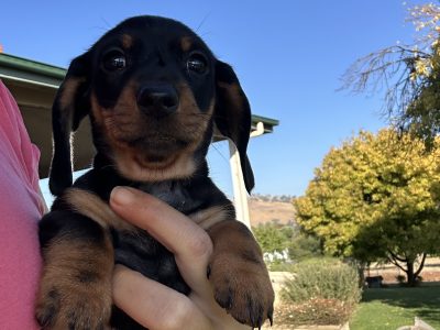 Dachshund – Gundagai