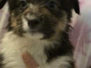 Border Collie – Eltham