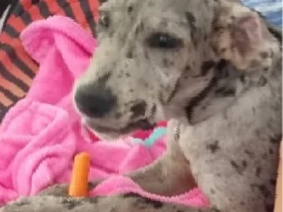 Great Dane – Port Macquarie