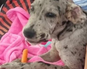 Great Dane – Port Macquarie