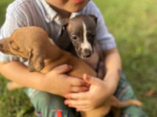 Italian Greyhound – Ipswich