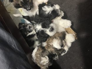 Maltese Shih Tzu – Belmont