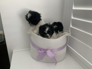 Shih Tzu – Logan Village