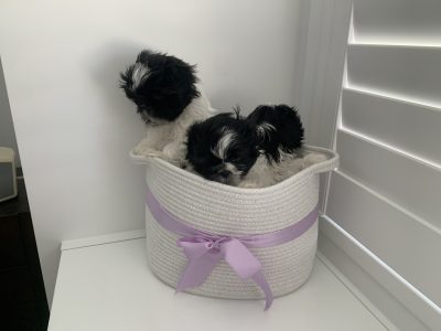 Shih Tzu – Logan Village