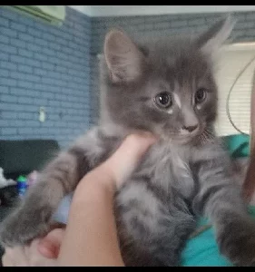 Russian Blue – Ferndale