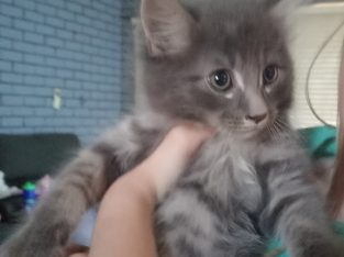 Russian Blue – Ferndale