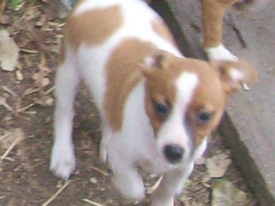 Other Dogs – Fernvale