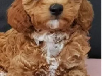 Cavoodle – South Morang