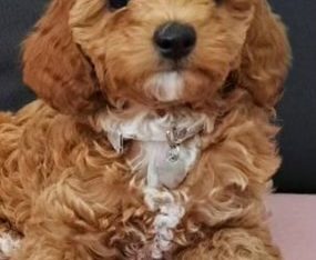 Cavoodle – South Morang