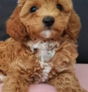 Cavoodle – South Morang