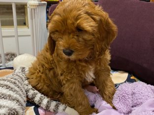 Cavoodle – Craigieburn