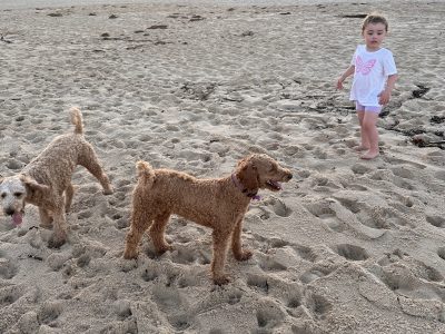 Labradoodle – Port Hacking