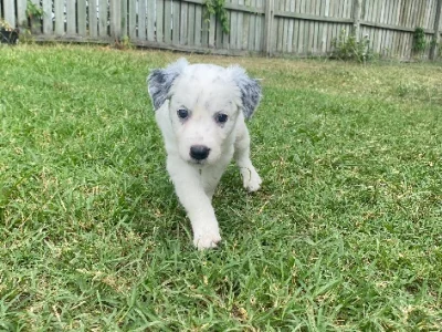 Border Collie – Woodridge
