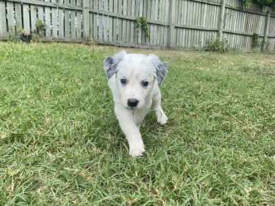 Border Collie – Woodridge