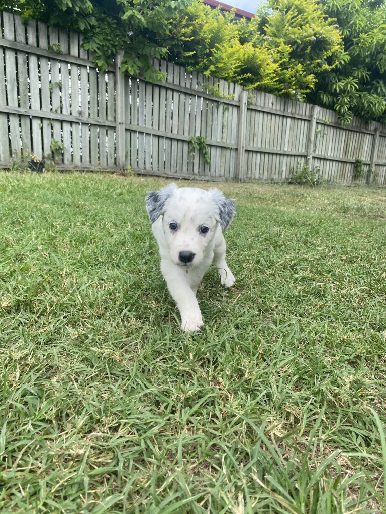 Border Collie Woodridge PetsForHomes
