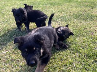 German Shepherd – Strathalbyn