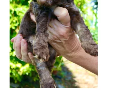 Poodle Mini – Mundingburra