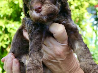 Poodle Mini – Mundingburra