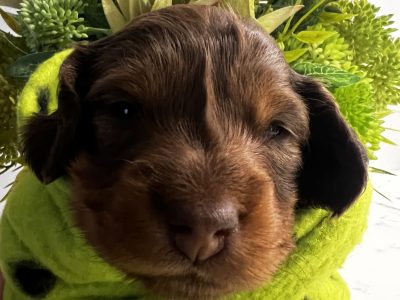 Miniature Dachshund – Bennett Springs