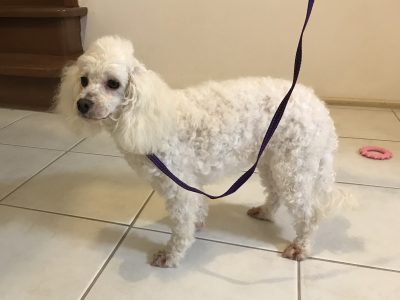 Toy Poodle – Deer Park