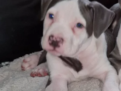 American Staffordshire Bull Terrier – Riverstone