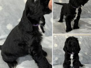 Cocker Spaniel – Bolwarra