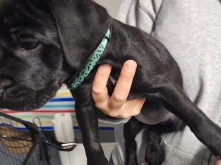 Bullmastiff – Millfield