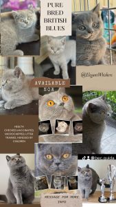 British Blue – Rouse Hill