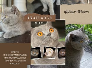 British Blue – Rouse Hill