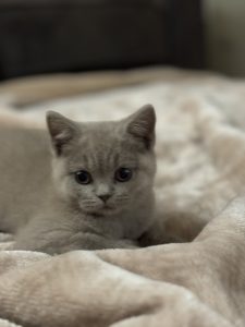 British Blue – Rouse Hill