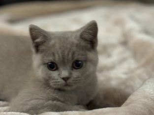 British Blue – Rouse Hill